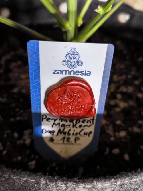 DOGNABISCUP #18 .P. Week 12