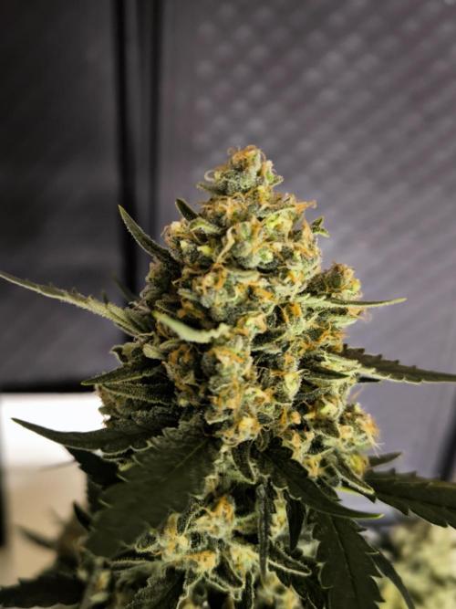 DOGNABISCUP #18 .P. Week 12