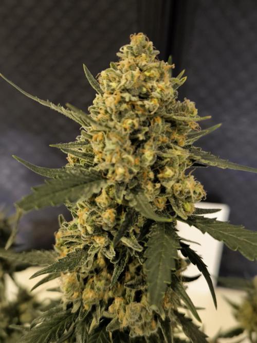 DOGNABISCUP #18 .P. Week 12