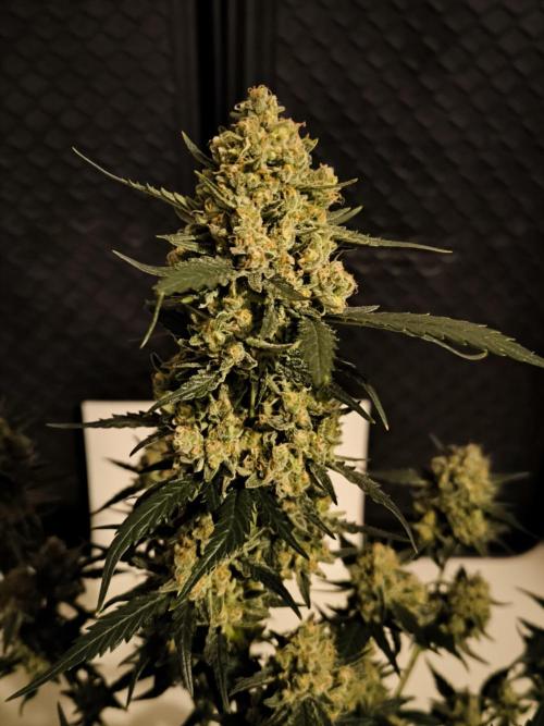 DOGNABISCUP #18 .P. Week 12