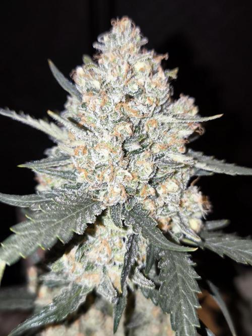 DOGNABISCUP #18 .P. Week 12