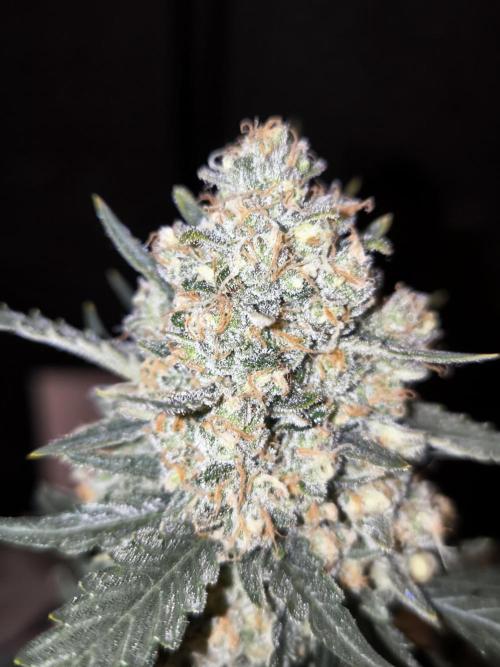 DOGNABISCUP #18 .P. Week 12