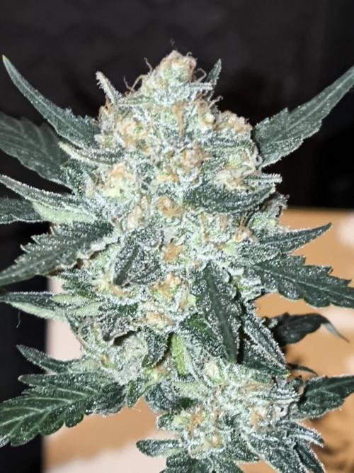 DOGNABISCUP #18 .P. Week 12