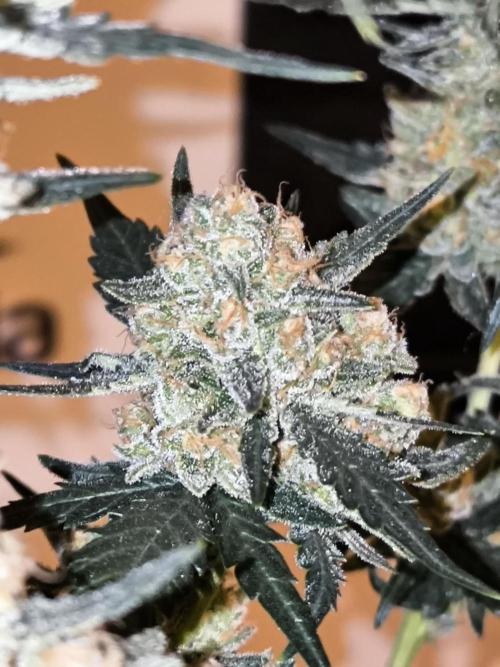 DOGNABISCUP #18 .P. Week 12