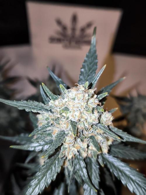 DOGNABISCUP #18 .P. Week 12