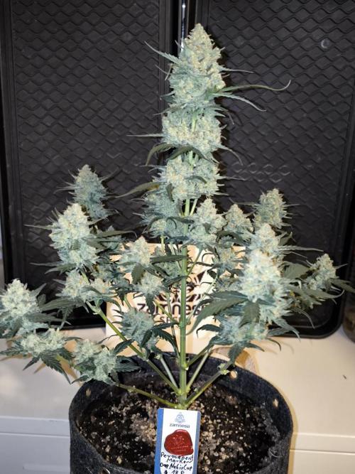 DOGNABISCUP #18 .P. Week 12