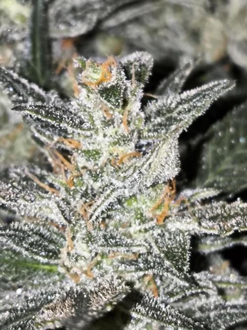 DognabisCup #18 .A. Week 12