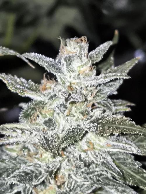 DognabisCup #18 .A. Week 12