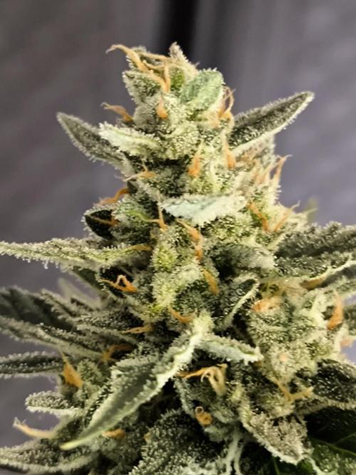 DognabisCup #18 .A. Week 12