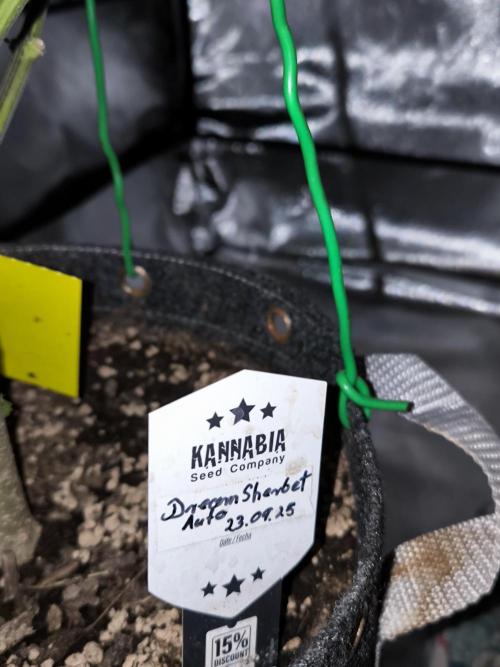 Dream Sherbet Auto. Week 10