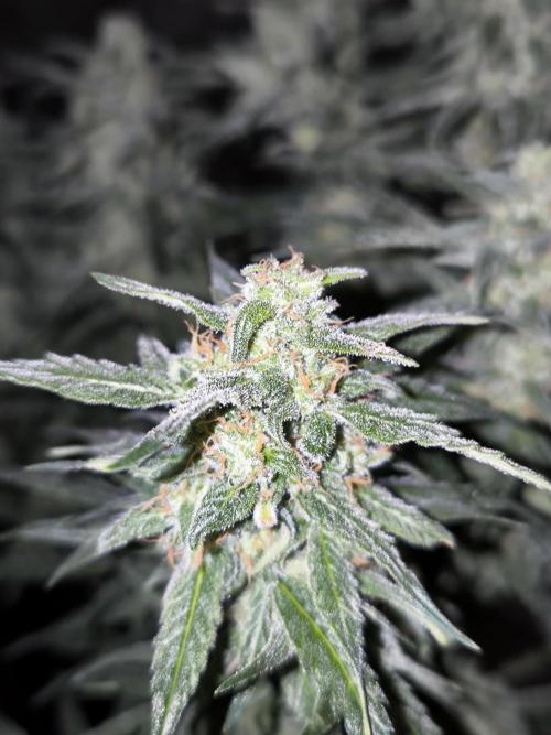 Dream Sherbet Auto. Week 10