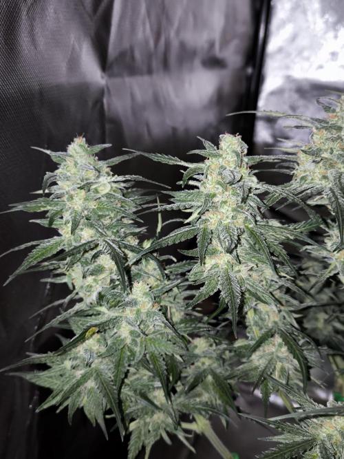 Dream Sherbet Auto. Week 10