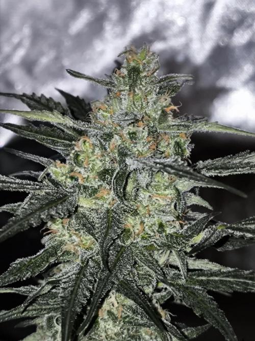 Dream Sherbet Auto. Week 10