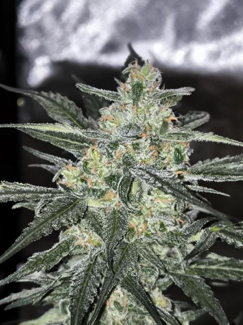 Dream Sherbet Auto. Week 10