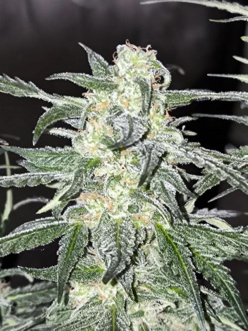 Dream Sherbet Auto. Week 10