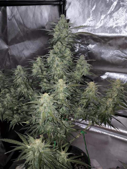 Dream Sherbet Auto. Week 10