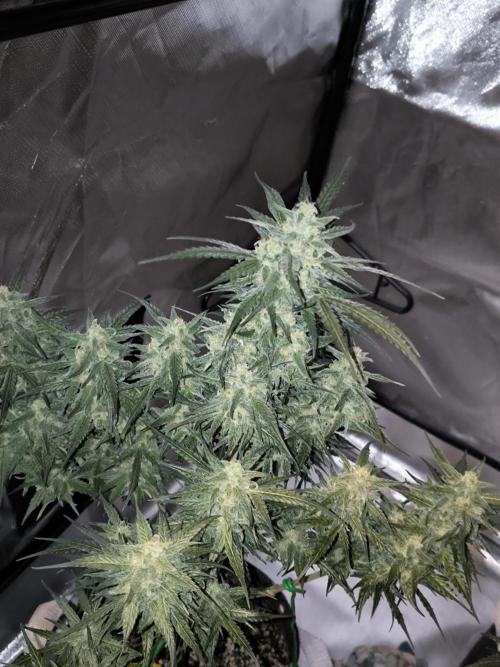 Dream Sherbet Auto. Week 10