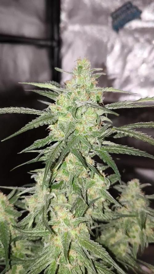 Dream Sherbet Auto