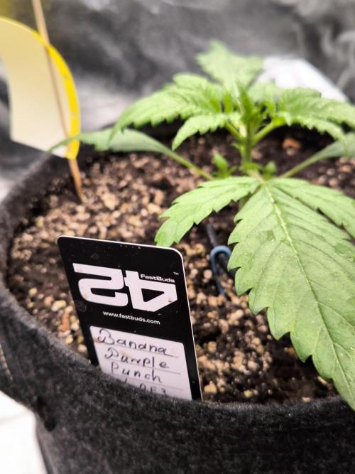 Fast Buds Banana Purple Punch RF3. Week 3