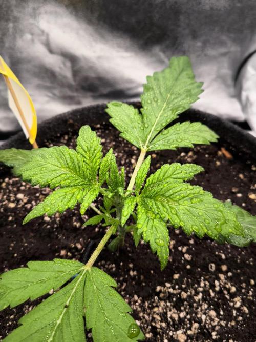 Fast Buds Banana Purple Punch RF3. Week 3