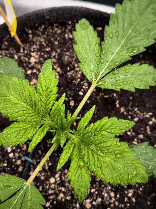 Fast Buds Banana Purple Punch RF3. Week 3