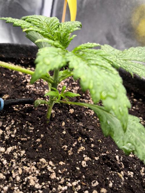 Fast Buds Banana Purple Punch RF3. Week 3