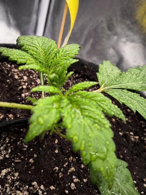 Fast Buds Banana Purple Punch RF3. Week 3