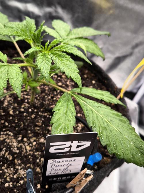 Fast Buds Banana Purple Punch RF3. Week 3