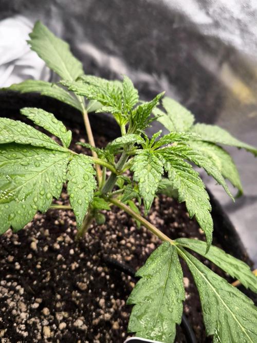 Fast Buds Banana Purple Punch RF3. Week 3