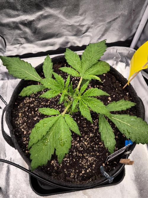 Fast Buds Banana Purple Punch RF3. Week 3