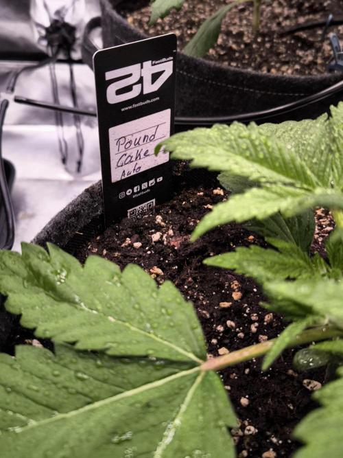 Fast Buds Pound Cake . Week 3