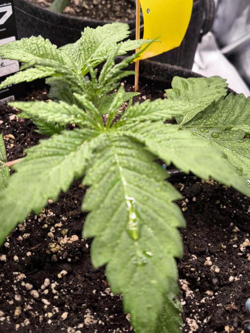 Fast Buds Pound Cake . Week 3