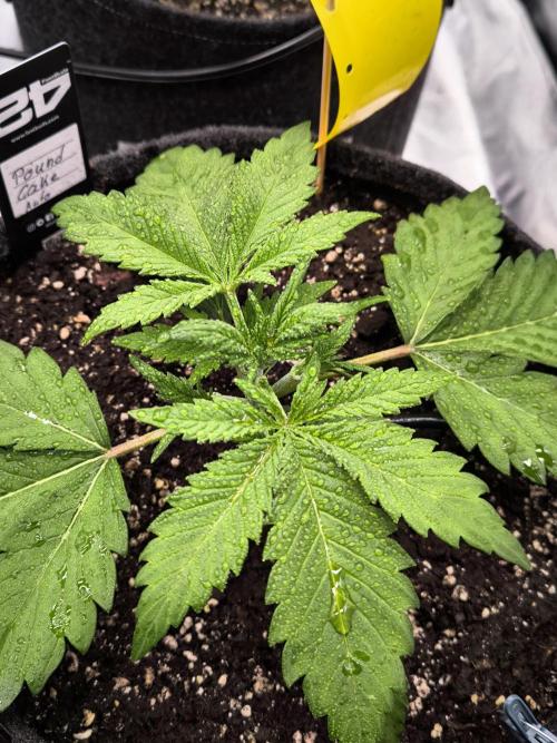 Fast Buds Pound Cake . Week 3