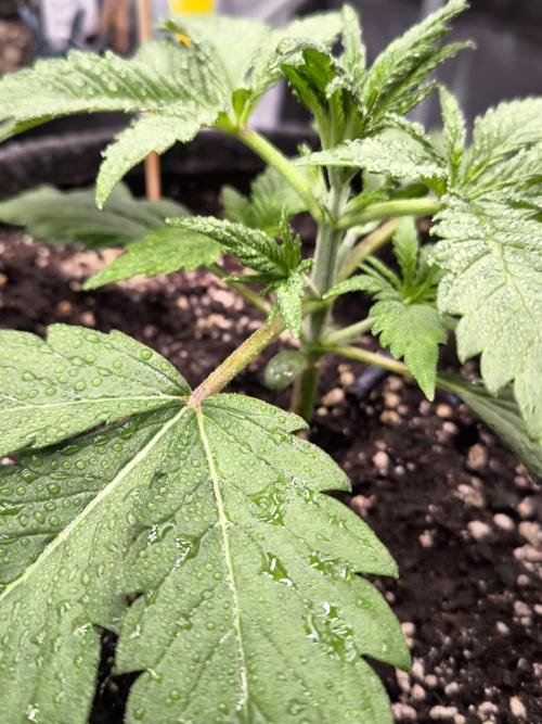 Fast Buds Pound Cake . Week 3