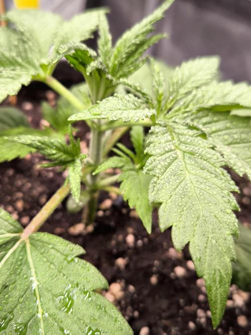 Fast Buds Pound Cake . Week 3