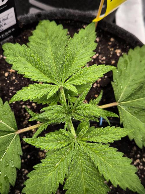 Fast Buds Pound Cake . Week 3