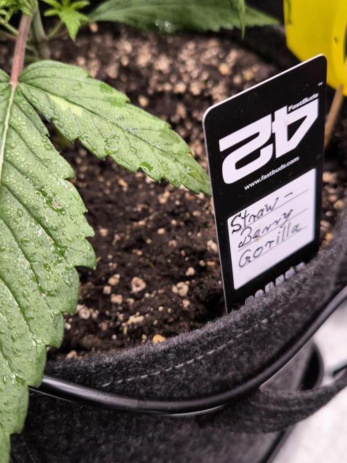 Fast Buds Strawberry Gorilla 🦍. Week 3