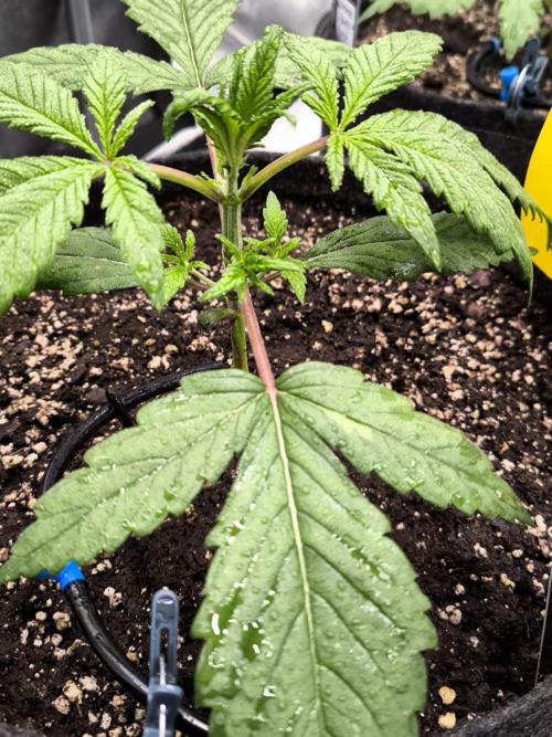 Fast Buds Strawberry Gorilla 🦍. Week 3