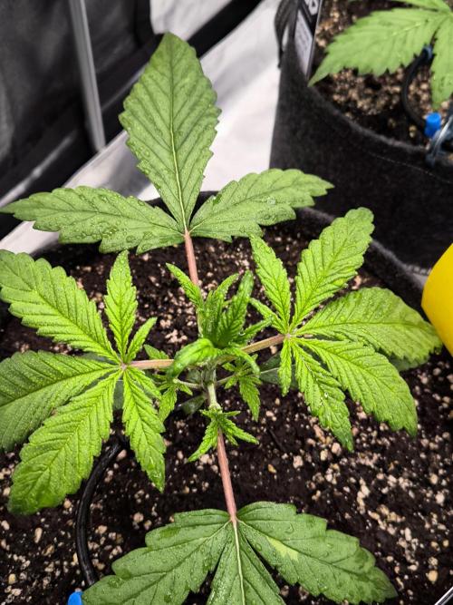 Fast Buds Strawberry Gorilla 🦍. Week 3