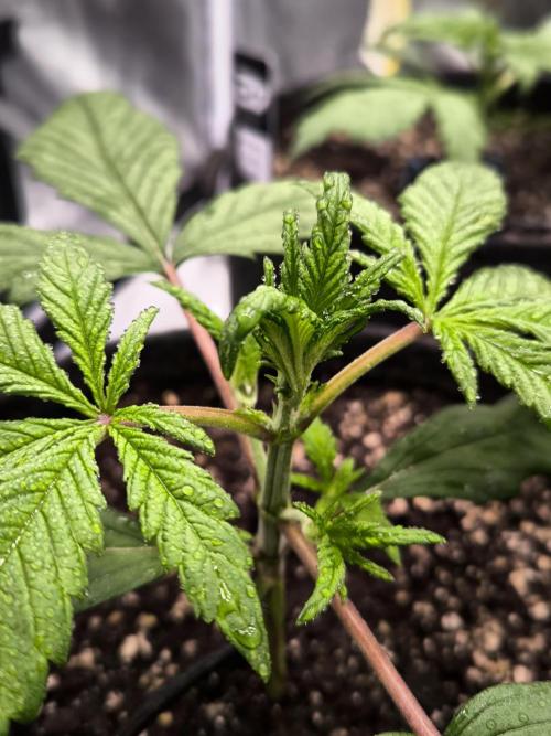 Fast Buds Strawberry Gorilla 🦍. Week 3