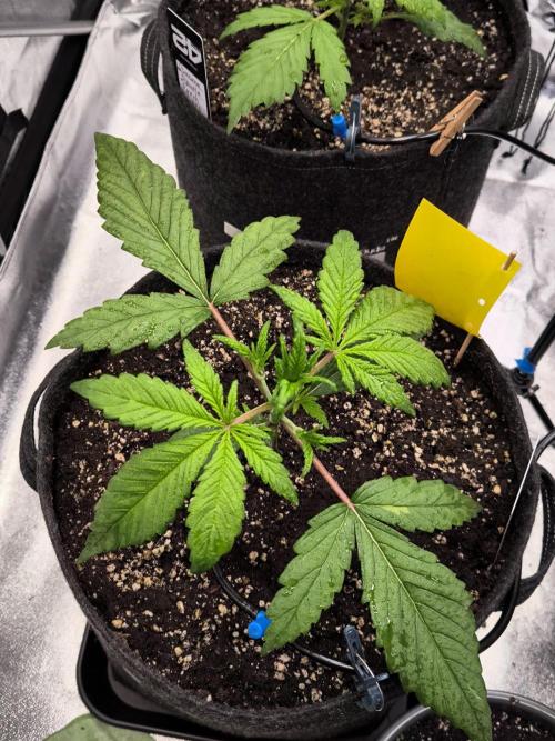 Fast Buds Strawberry Gorilla 🦍. Week 3