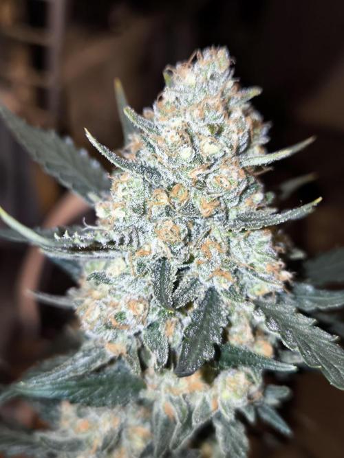 DOGNABISCUP #18 .P. Week 13