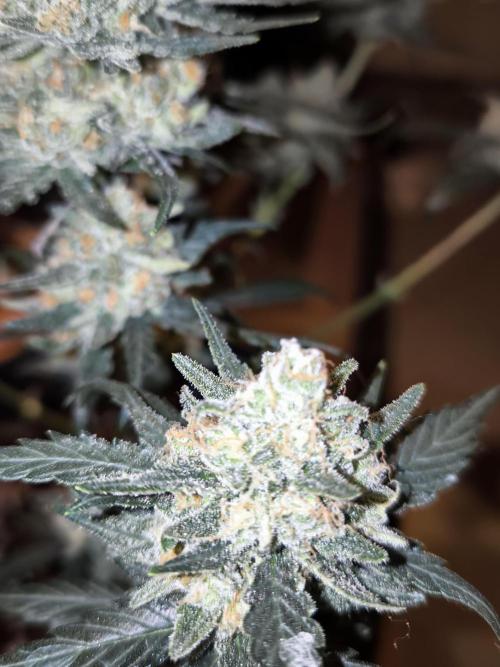 DOGNABISCUP #18 .P. Week 13