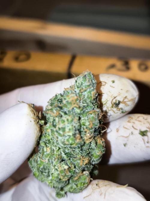 DOGNABISCUP #18 .P. Week 13