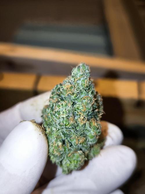 DOGNABISCUP #18 .P. Week 13