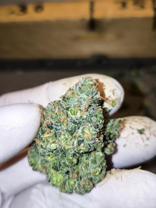 DOGNABISCUP #18 .P. Week 13