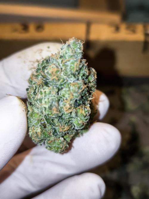 DOGNABISCUP #18 .P. Week 13