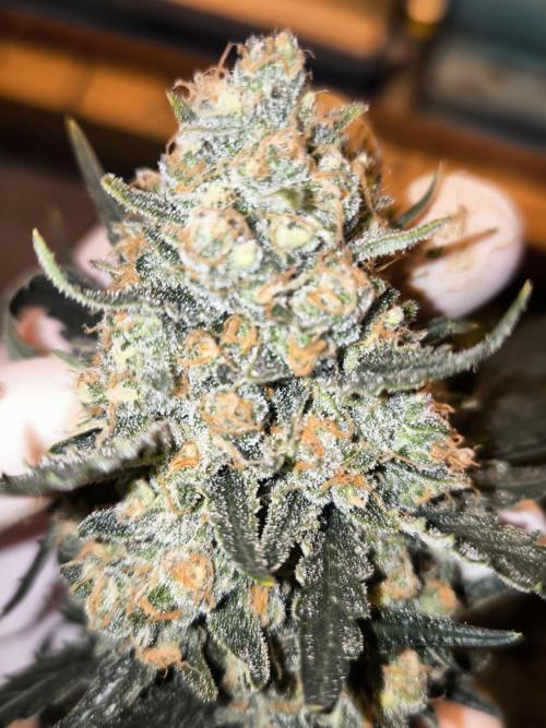 DOGNABISCUP #18 .P. Week 13