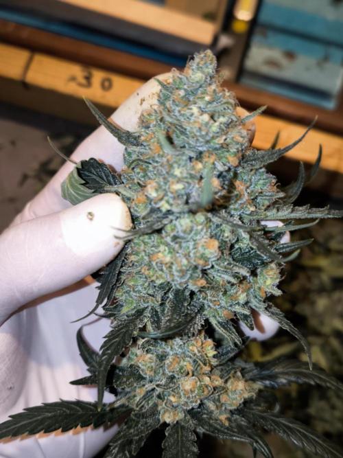 DOGNABISCUP #18 .P. Week 13