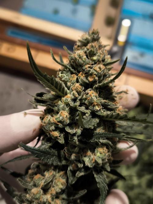 DOGNABISCUP #18 .P. Week 13